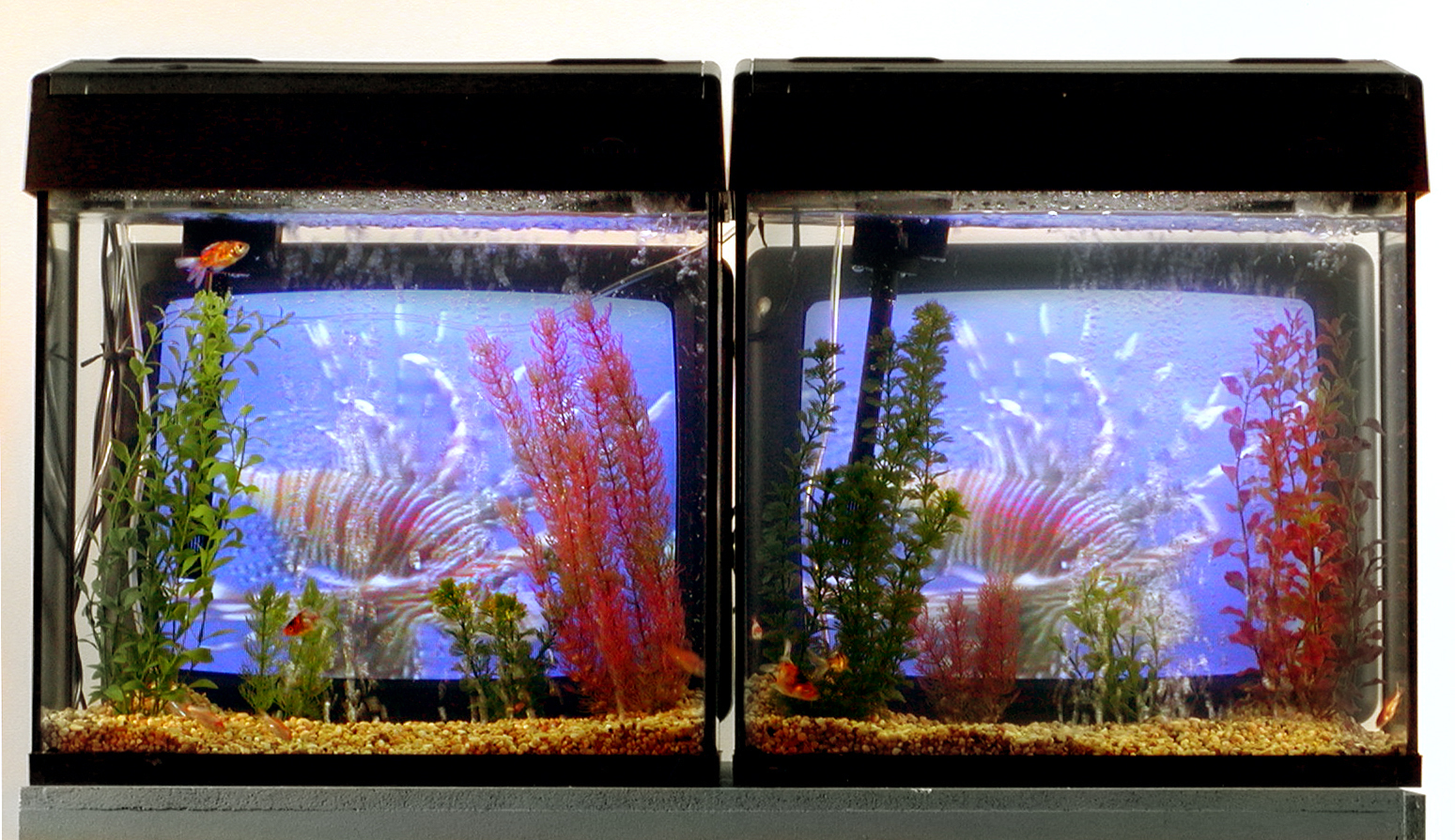 Nam June Paik often placed TVs in startling configurations or contexts, such as TV Fish, in which psychedelic video animations are displayed behind and through two fish aquariums, with live fish.