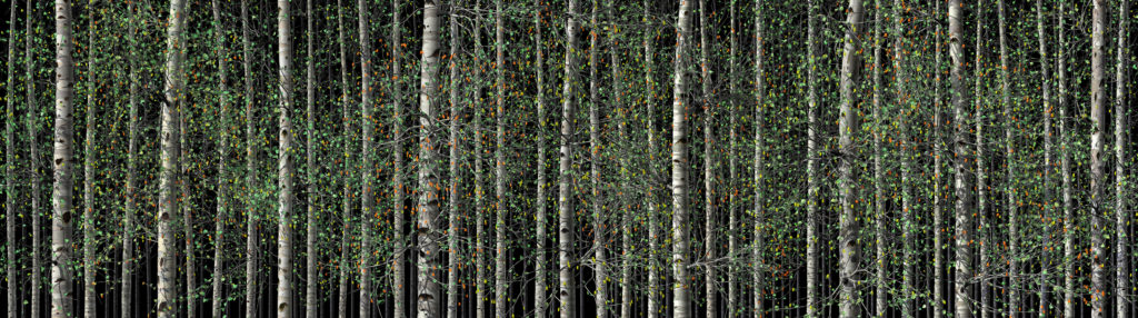 A large-scale video projection installation that renders a wall of Aspen trees gently swaying in the breeze.